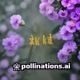 手机拍摄樱花视频技巧教程封面，展示不同角度拍摄樱花的手机摄影技巧对比